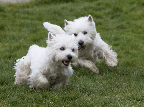 And, the chase is on