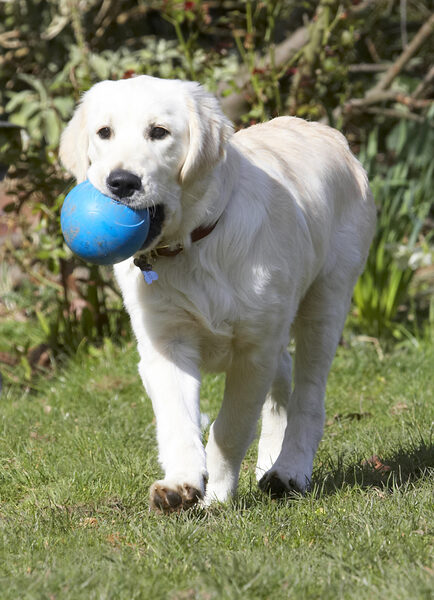 This ball is just my size ....