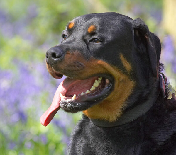 Ronan