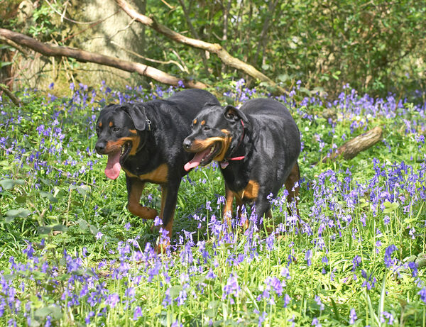 Ronan and Missy