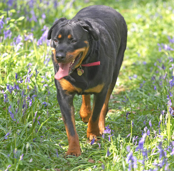 Missy