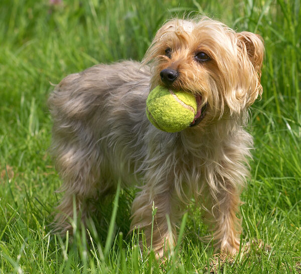 Anyone for tennis?