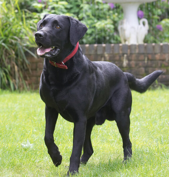Go on, go on, throw