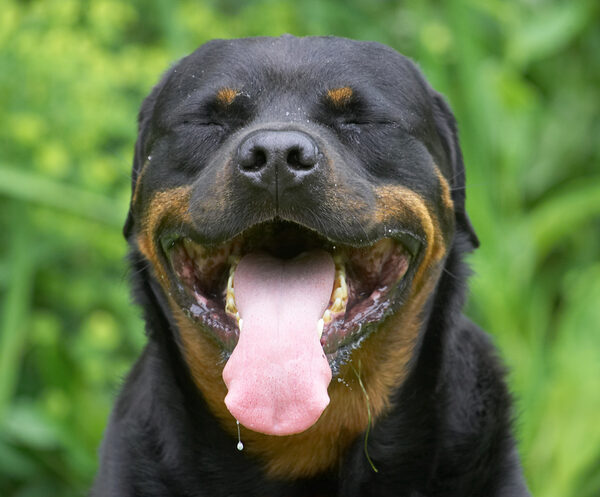 Yawwwwwwwwwwwwwnnnnnnnnn