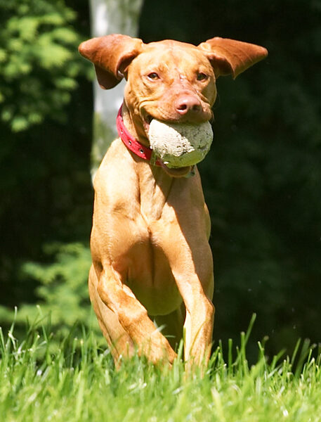 My ears give me balance!