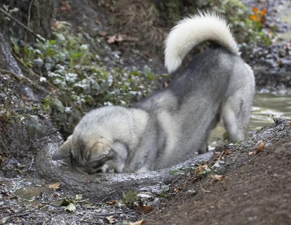 I KNOW it's in here somewhere