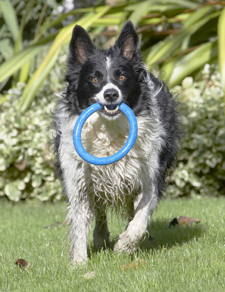 Wanna play tug-o-war?
