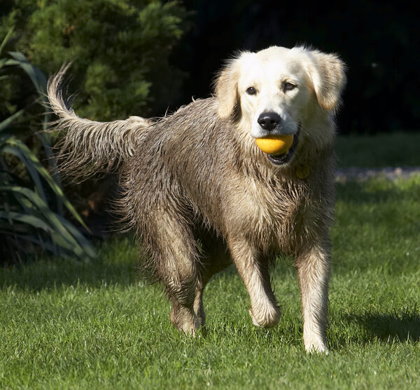 I'm thinking of returning the ball