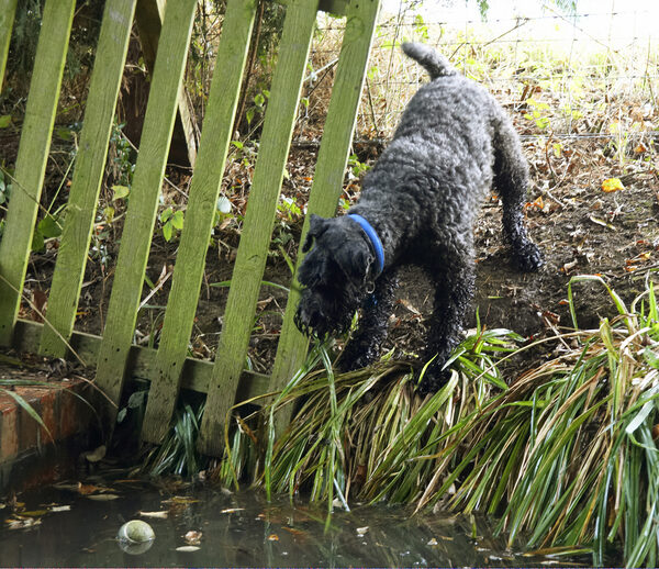 Whoops, how am I gonna get that ball