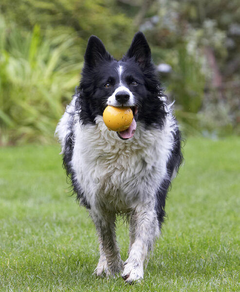 Here I come for another throw