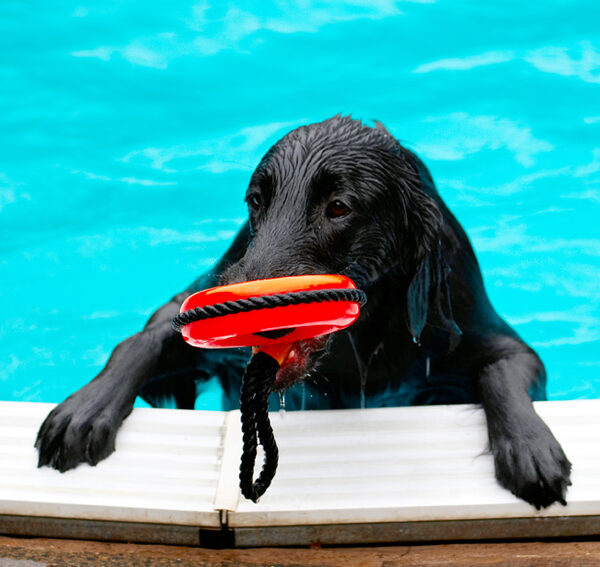OK, I've brought back the life saving ring