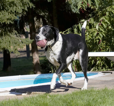 Good, I've shaken off that pesky Dalmatian