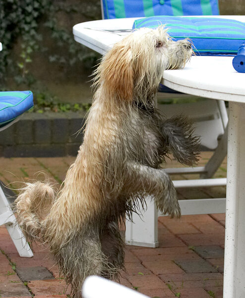 Hmmm, I think I saw some food up here