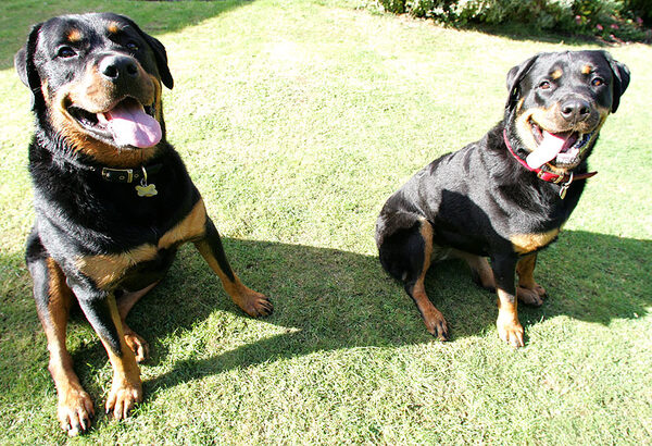 Ronan and Missy