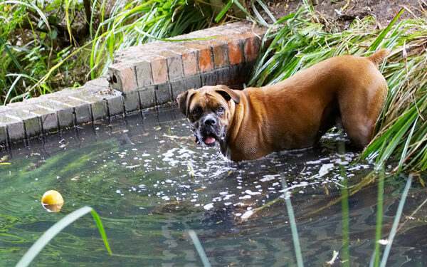 Wot!! I'm jus' gonna get this ball