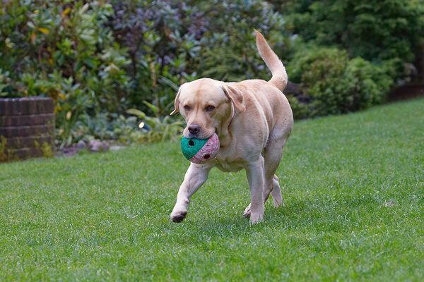 .......... in action