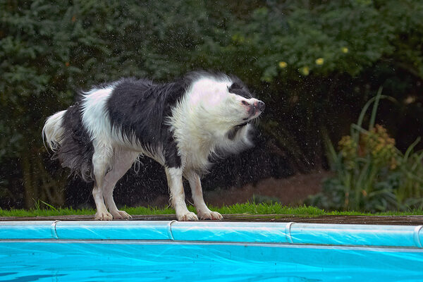 Shake.......