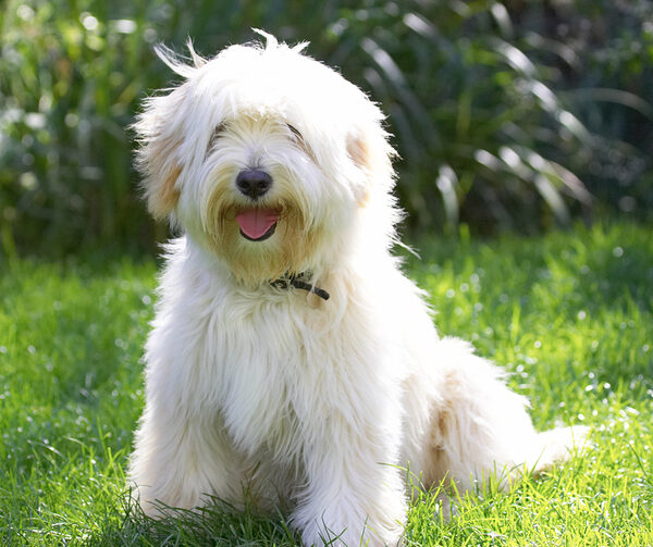 Mom, Dad, look at your furkid - all fluffy and clean