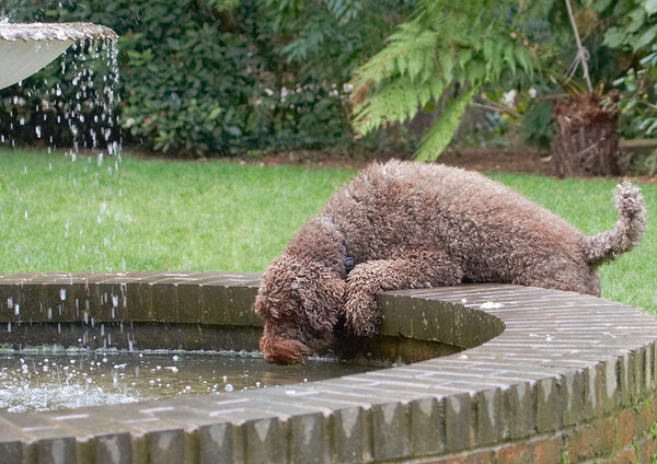 .......... oh, goody, mucky water
