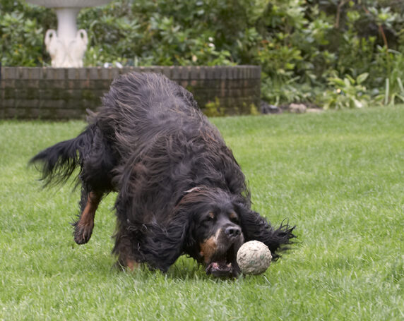 Going in for the catch