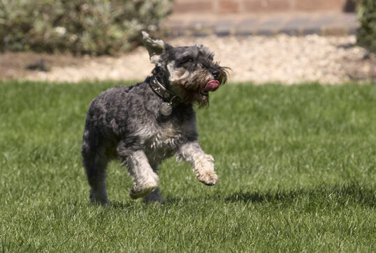 Leaping for joy