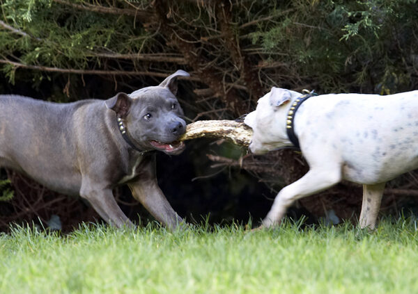 Tug-o-war