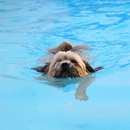 Jus' gliding along