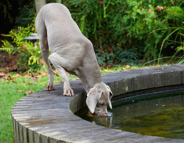 Whoops, it seems to be dunking