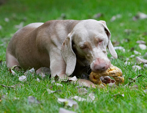 Chow time