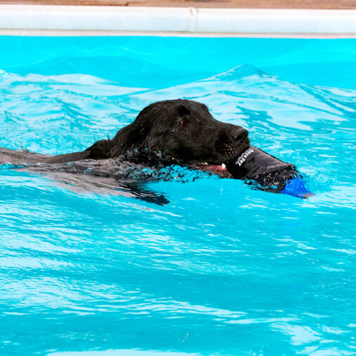 Dog photo