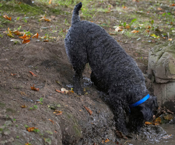 Dog photo