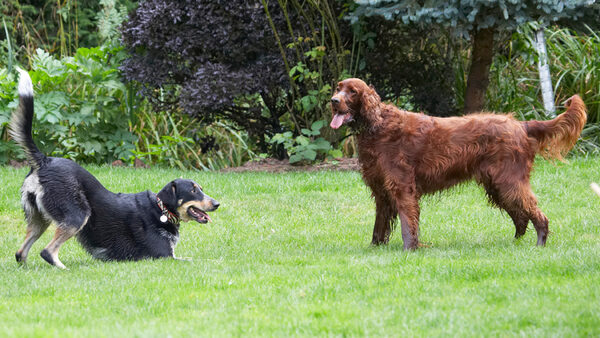 C'mon, let's play