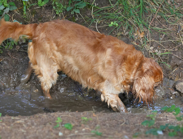 Oh, goody, mud