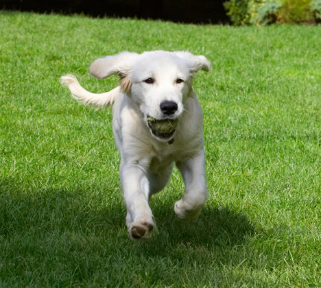 Born to run