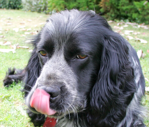 Bracken