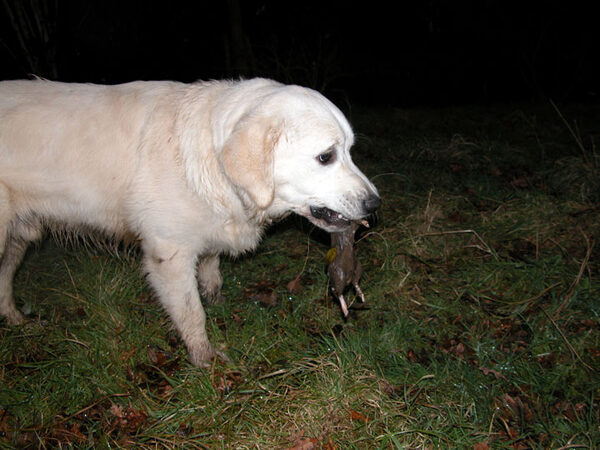 Joe With The Rat