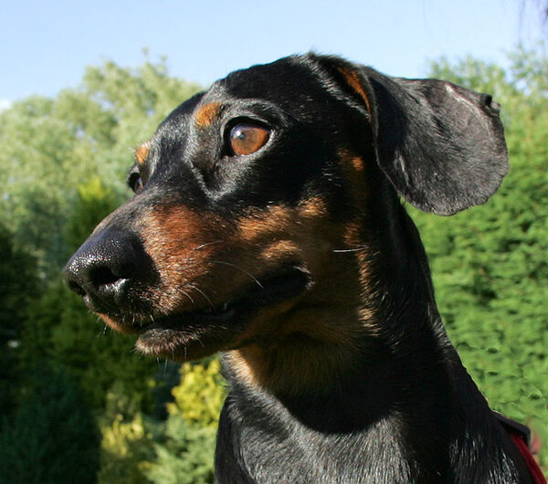 Banjo, Looking Serious