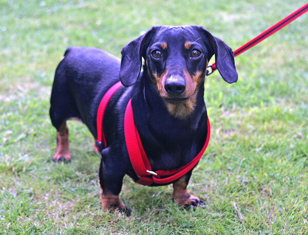 Banjo, Looking Proud