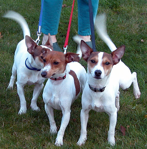 Three Doggies Out For A Walk