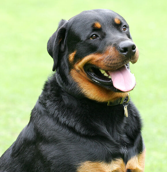 Ronan