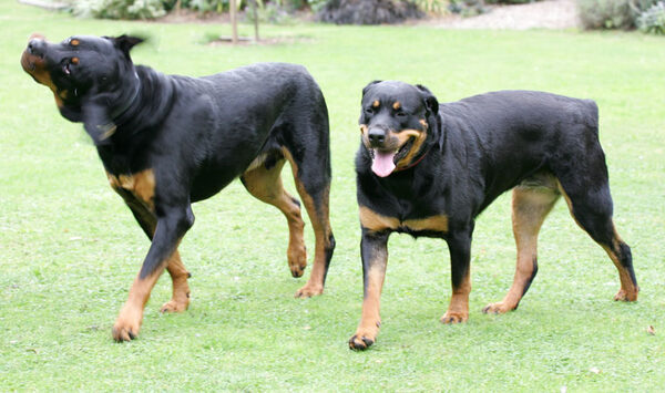 Ronan and Missy