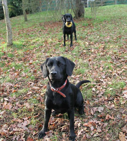 Elsa & Freya