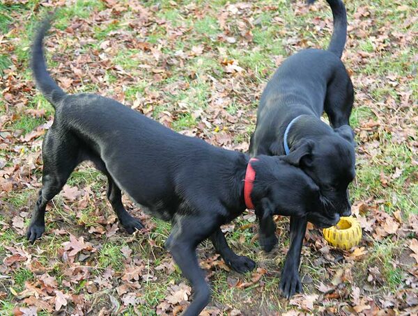 Elsa & Freya tussling  over the tyre