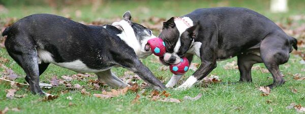 Mugsy & Cavi each trying to gain control of the barbell