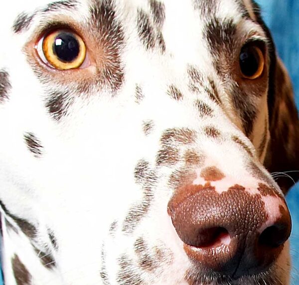 Juno