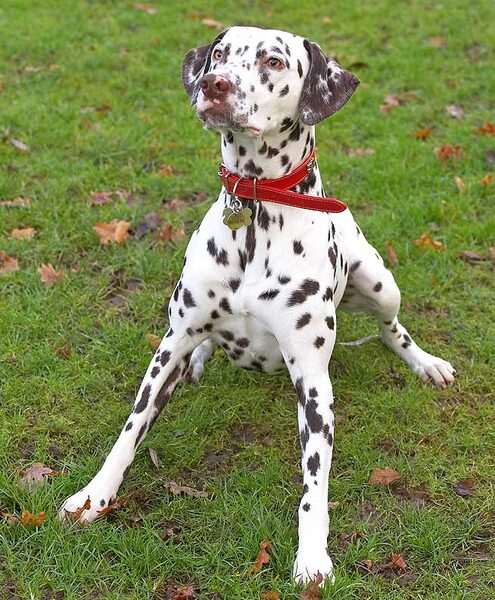 Juno
