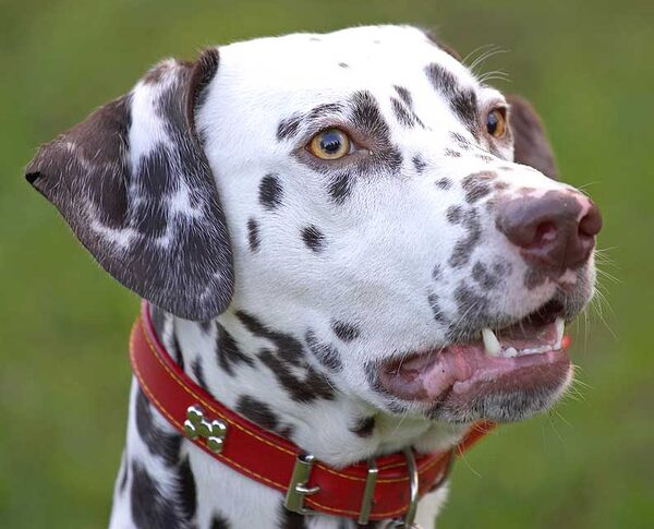 Juno