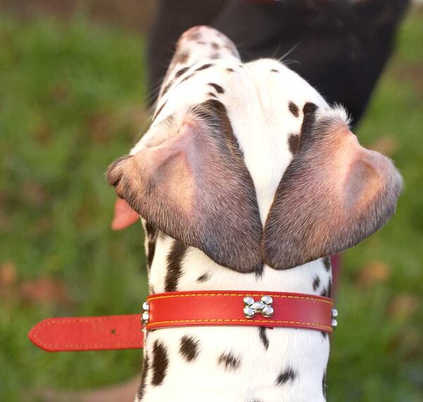 Juno's Ears