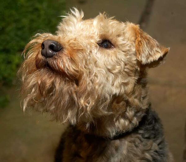 Alf