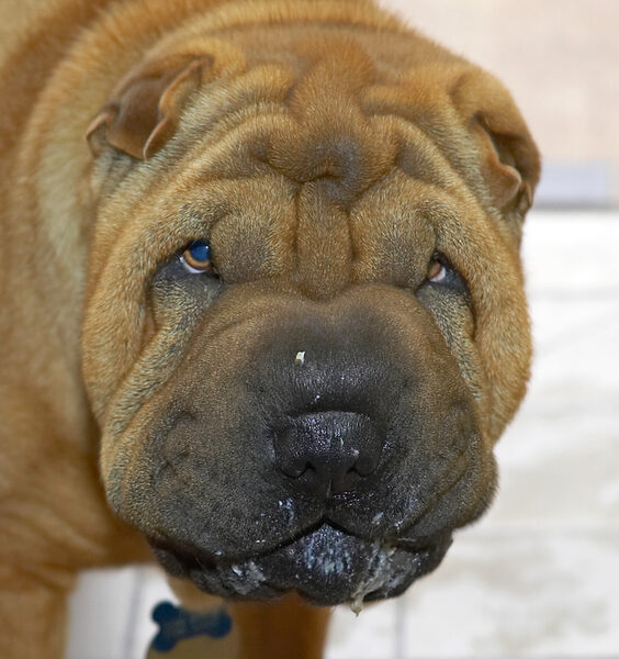 Cane